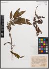 Salix canariensis C. Sm. ex Link